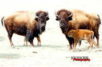Buffalo Calf