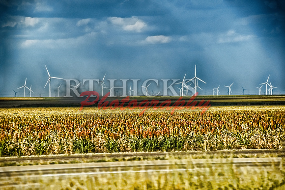 Milo, Harvest, Wind turbine DSC_3386