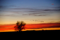 Tree- sunset- geeseDSC_1188