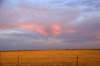Wheat field colorfull sunset DSC_8779