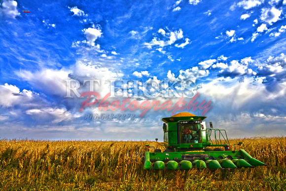 Corn Harvest2953name large