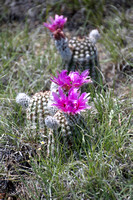 cactus DSC_0003