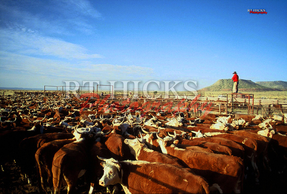 cattle in penIMG170 biger file