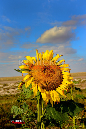 Sunflower sm- RT hicks3330