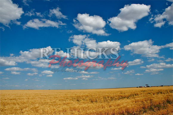 Wheat DSC_9168