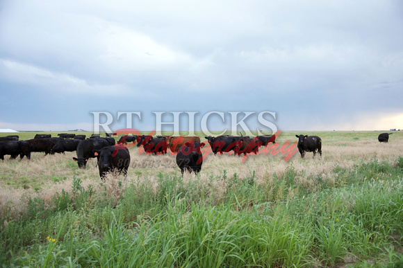 Cattle DSC_3046