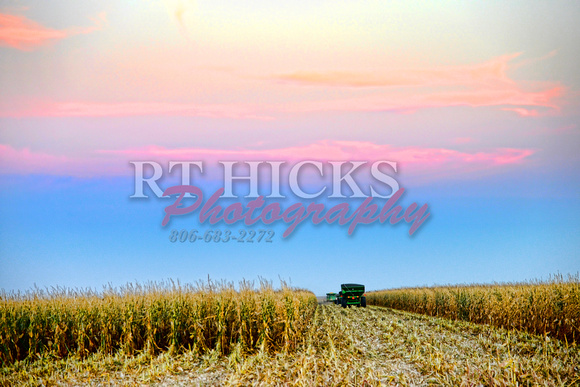Corn Harvest sunset DSC_3555