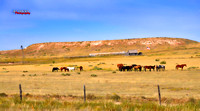 Horses Crawford Ranch